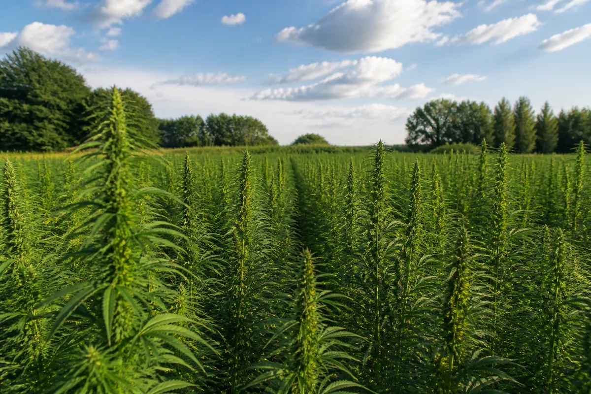 Culture du chanvre : la plante qui revient dans les champs