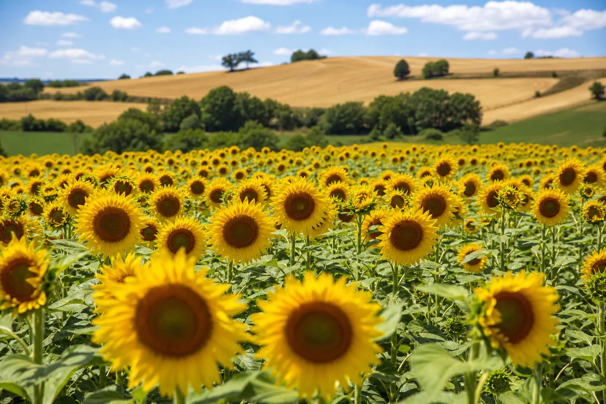 Paysage agricole vallonné du Gers avec un champ de tournesol en fleur près d’Auch