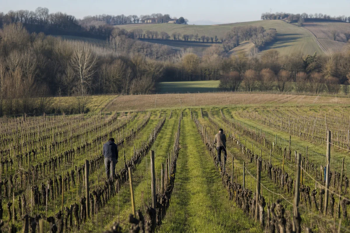 Rangs de vigne travaillés par de jeunes apprentis dans la campagne gersoise